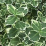 Euonymus fortunei 'Emerald Gaiety'.png